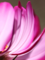 Flower closeup image